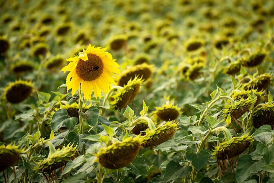Stand out - sunflower-2